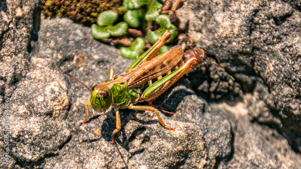 Macro of a beautiful grasshopper on a rock Macro of a beautiful grasshopper on a rock