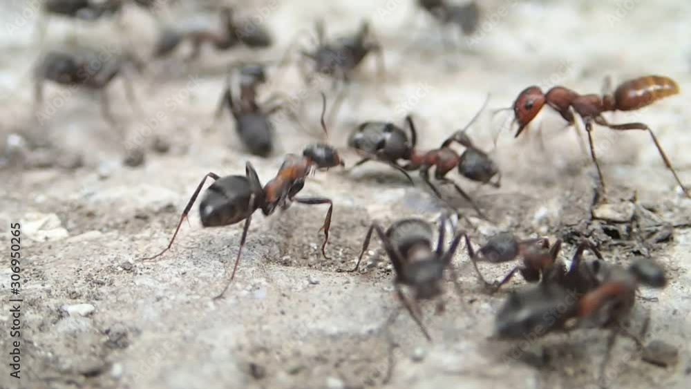 Amazon red ants (Polyergus rufescens) fighting with Formica rufibarbis ants Amazon red ants (Polyergus rufescens) fighting with Formica rufibarbis ants
