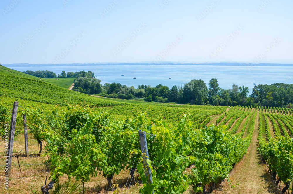 Green vineyard on the slope above Neuchatel Lake in Switzerland. Photographed on a sunny summer day. Swiss wine region. Viticulture in Switzerland