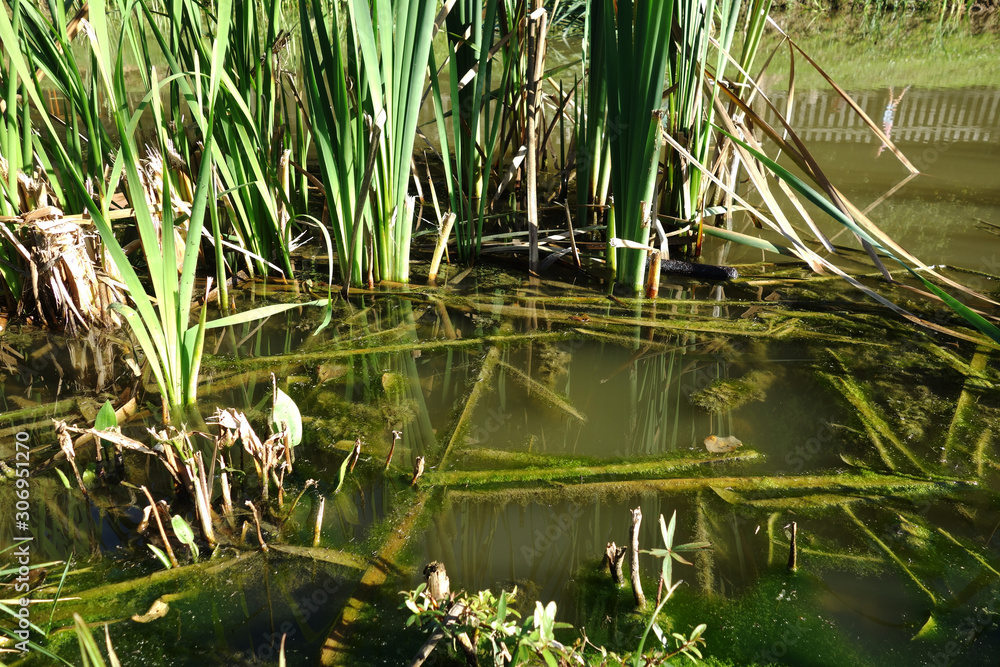 Fototapeta premium Growing bulrush plant near river edge