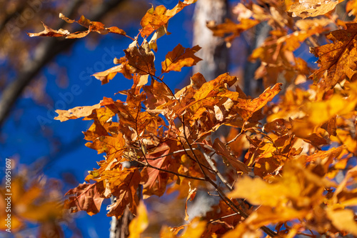 Autumn oak leaves change color against a brilliant blue November sky