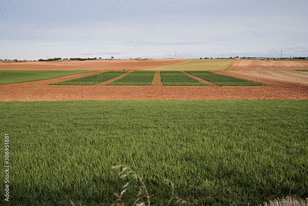 Obraz premium Campos de cultivo en primavera en Guadalajara