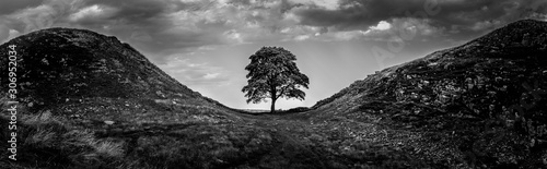 Canvastavla Sycamore Gap black and white