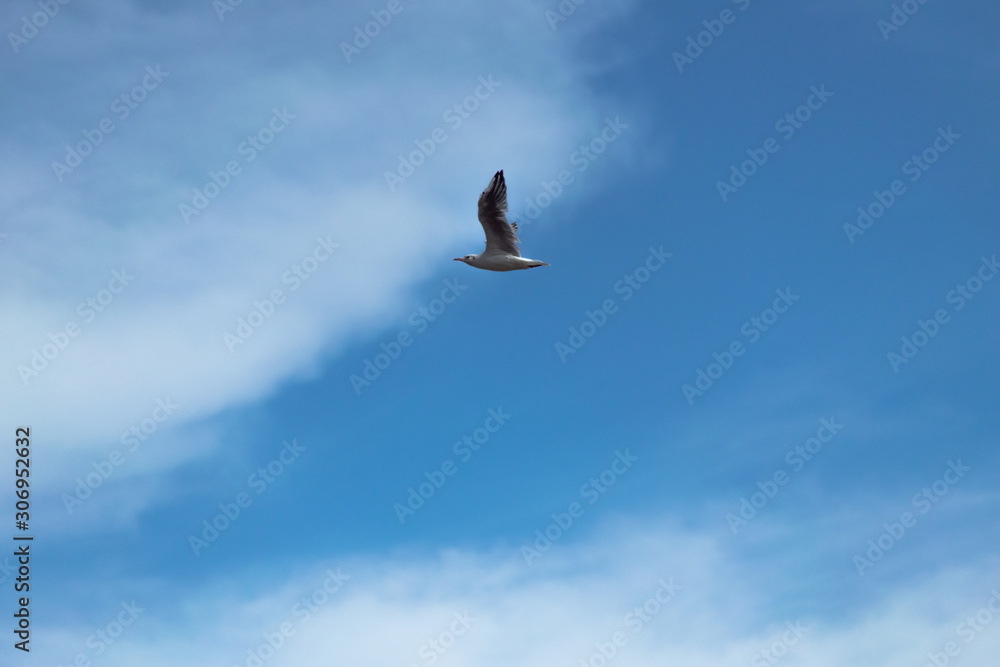 A seagull flying in the sky. Flying bird on the hunt. Bird in search of prey A seagull flying in the sky. Flying bird on the hunt. Bird in search of prey