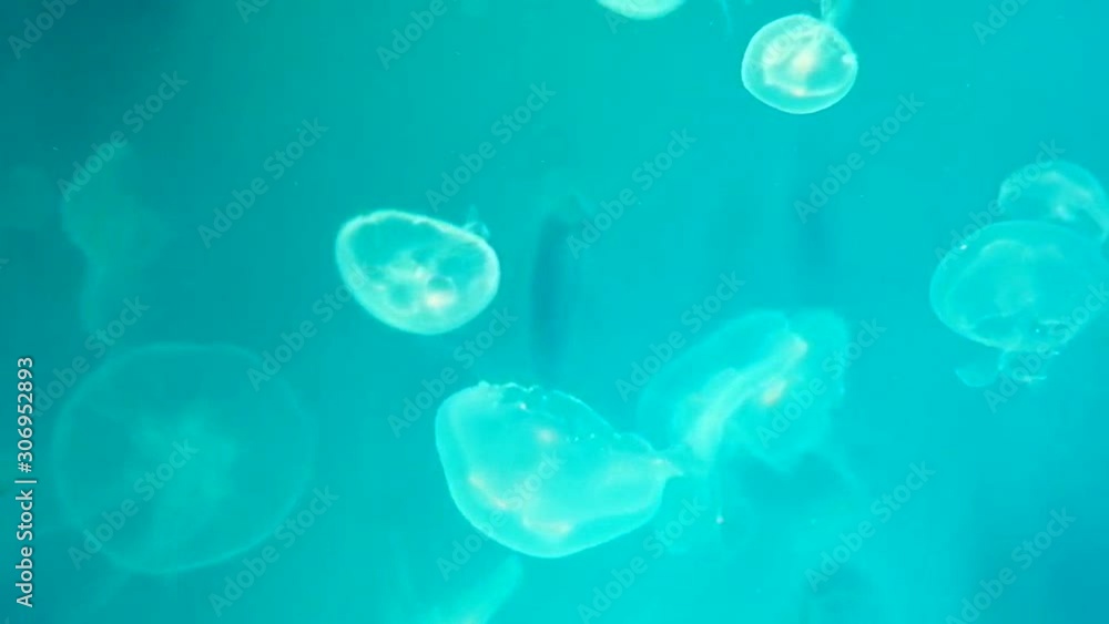 Moon jellyfish on a blue background, Jelly Fish has a translucent appearance. Moon jellyfish on a blue background, Jelly Fish has a translucent appearance.