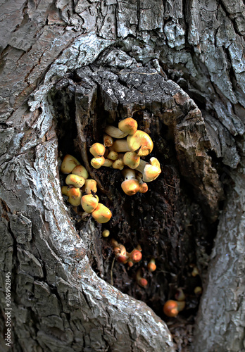 fungus on tree © Nikolaj