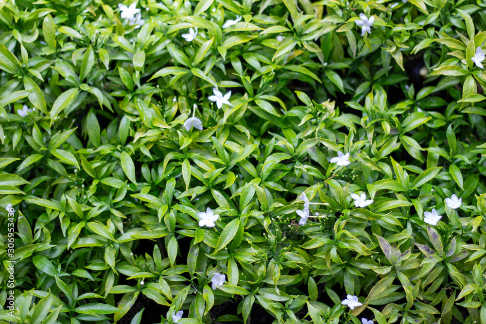 Creative style made of green leaves lying flat on the concept of. Creative style made of green leaves lying flat on the concept of.