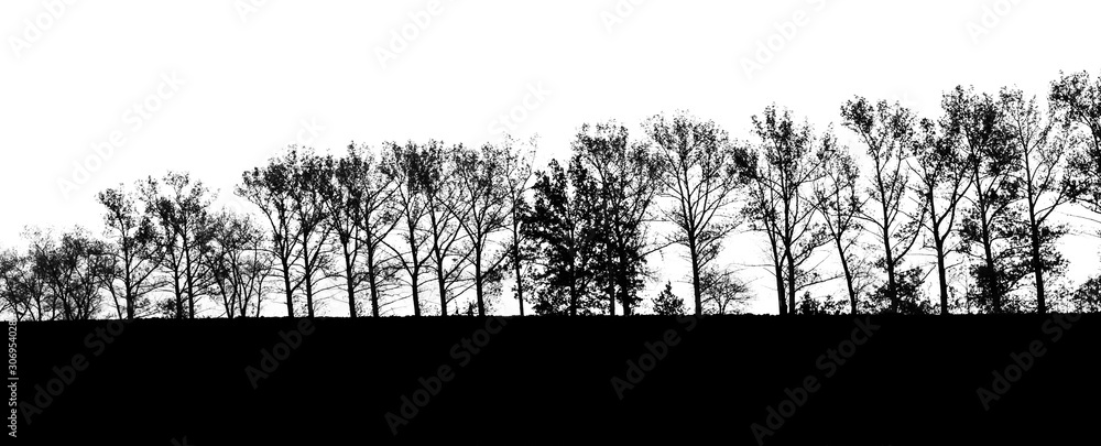 Trees without leaves in a row