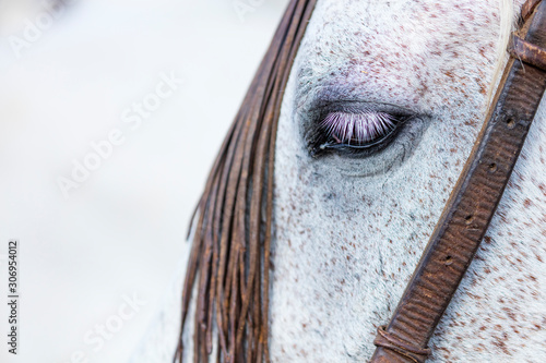 Horse, Horse riding, Sierra de Gredos, Avila, Castilla y León, Spain, Europe photo