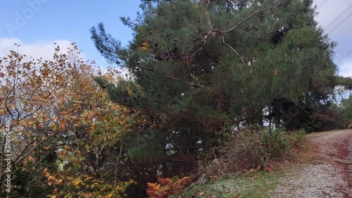 autumn forest with pine trees high in the mountains