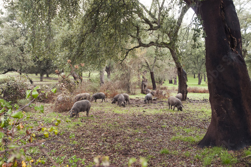 In the Andalusian pasture of cork oaks and holm oaks, Iberian pigs graze and eat acorns freely during the montanera months from November to February