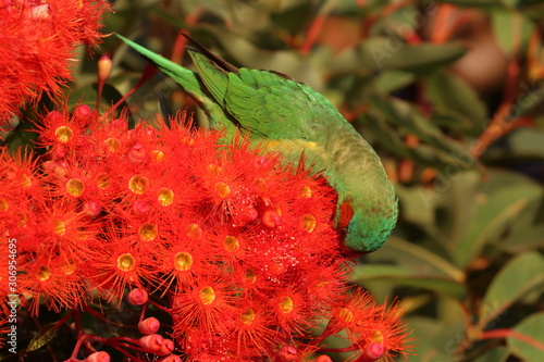 musk lorikeet photo