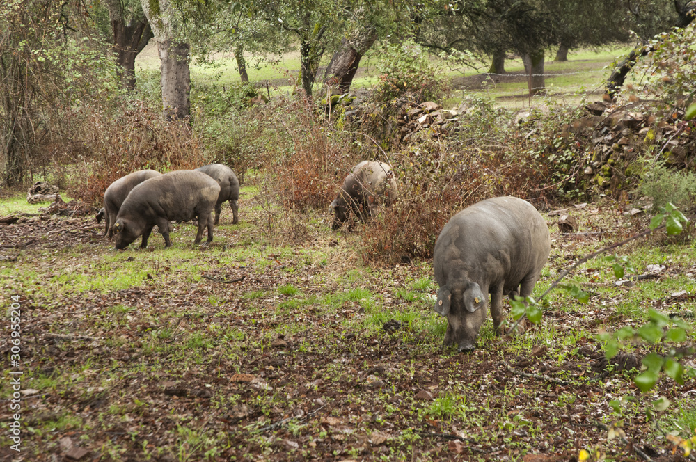 In the Andalusian pasture of cork oaks and holm oaks, Iberian pigs graze and eat acorns freely during the montanera months from November to February In the Andalusian pasture of cork oaks and holm oaks, Iberian pigs graze and eat acorns freely during the montanera months from November to February