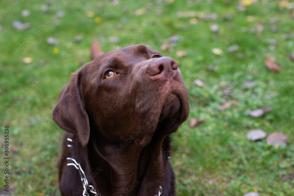 Anxious dog