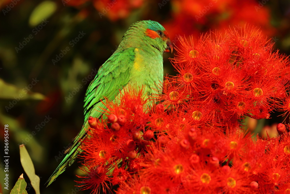Obraz premium musk lorikeet