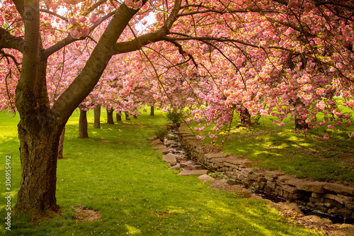 Cherry Blossoms by Rock Lined Stream
