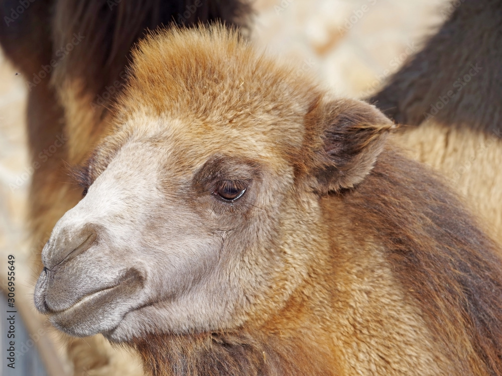 portrait of the beautiful camel in zoo