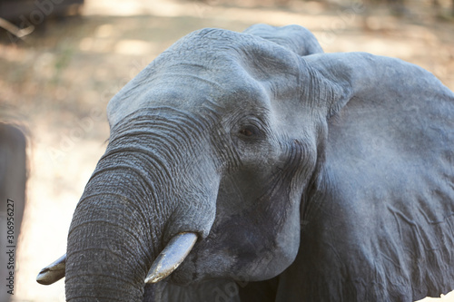 Elephant in Mana Pools National Park  Zimbabwe