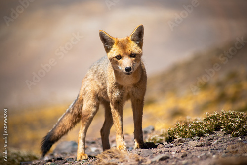 Culpeo fox walked through the Atacama desert