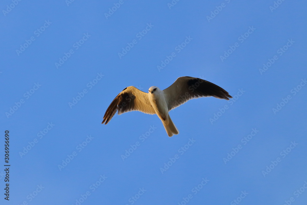 black shouldered kite black shouldered kite