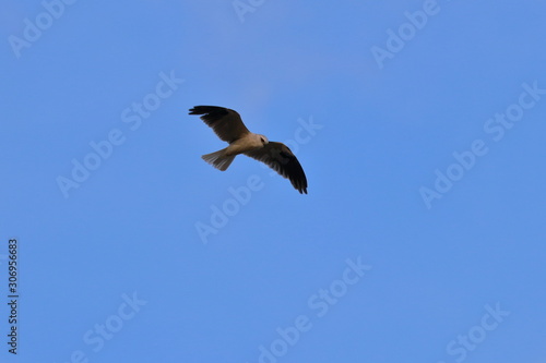 black shouldered kite