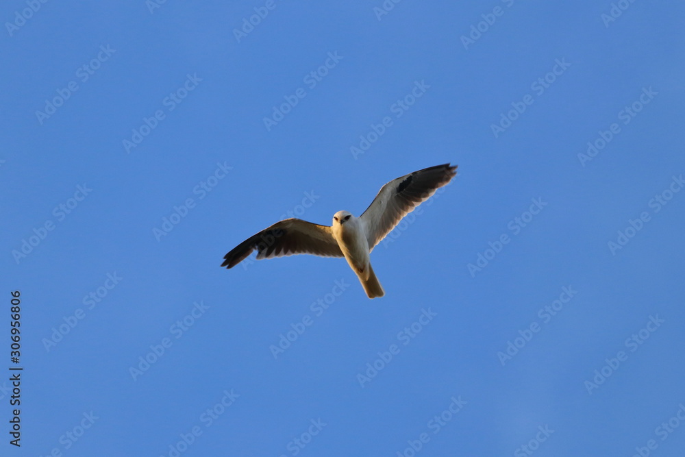 Obraz premium black shouldered kite