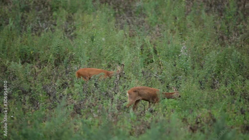 European roe deer, capreolus capreolus, Czech Republic European roe deer, capreolus capreolus, Czech Republic