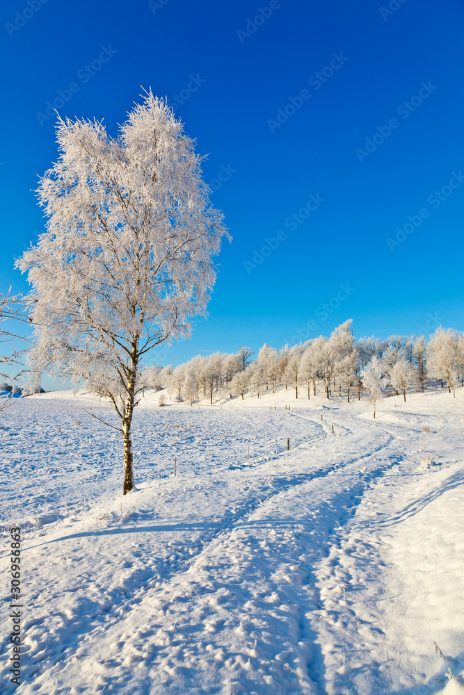 Obraz premium Snowy Birch tree
