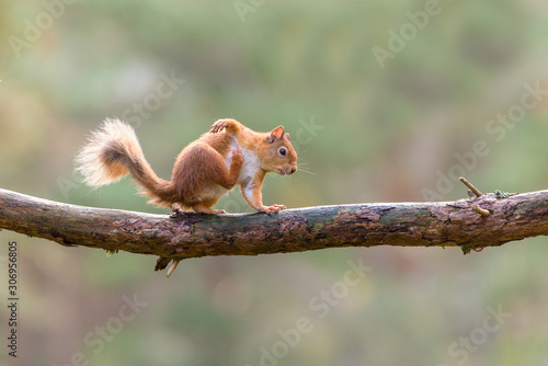 Red squirrel (Sciurus vulgaris) scratching whilst balanced on large branch © Karen Miller