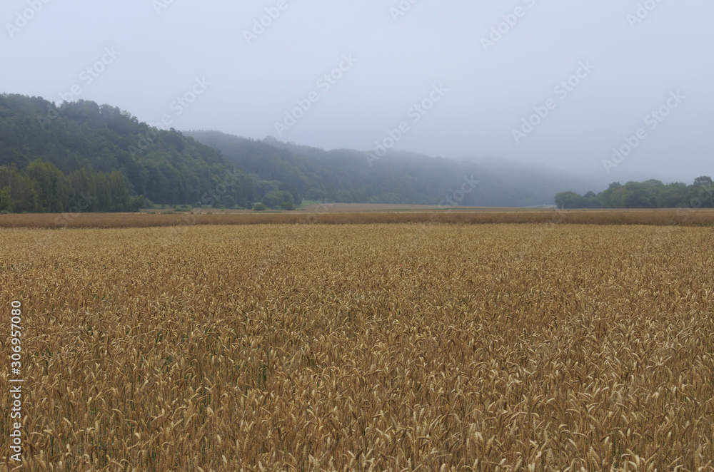 Cereal field in the morning light. Cereal field in the morning light.