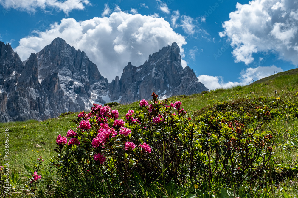 Trentino, fioritura dei rododendri