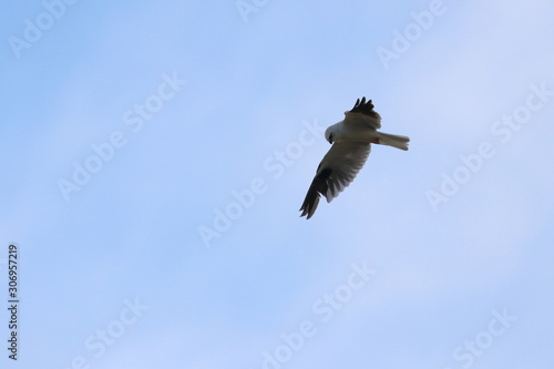 black shouldered kite