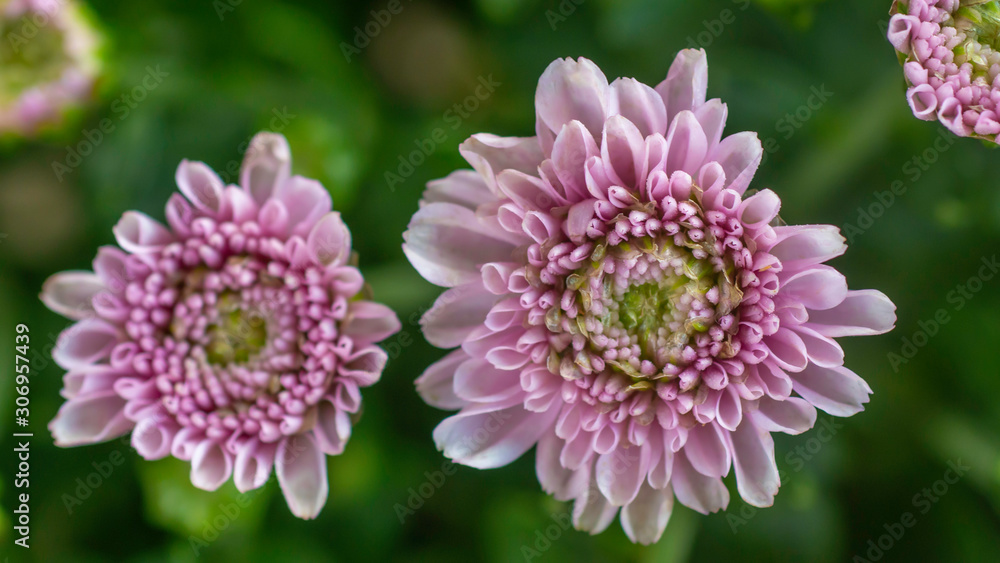Fototapeta premium pink aster flowers in close up view