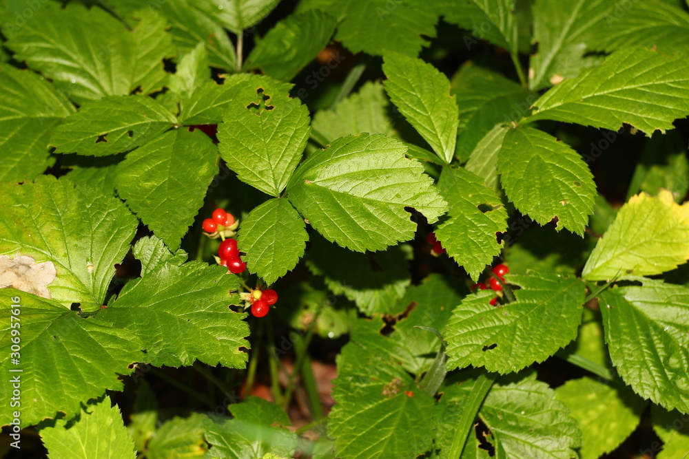 Red berries and green leaves of Stone bramble (Rubus saxatilis) Red berries and green leaves of Stone bramble (Rubus saxatilis)