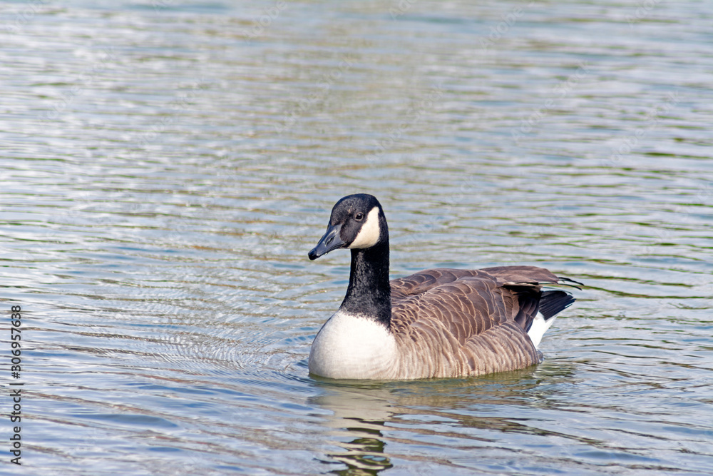 Canada goose, a migratory waterfowl, swimming in a southern U.S. lake.