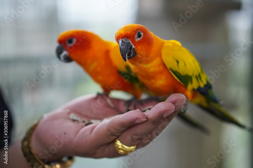 Focus selection: Macaw parrot perched on his hand to eat food © piyaphun