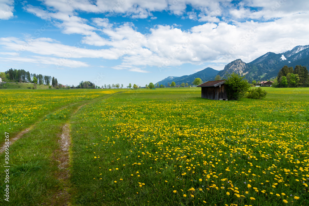 The yellow flowers field and snow mountains landscape, Germany