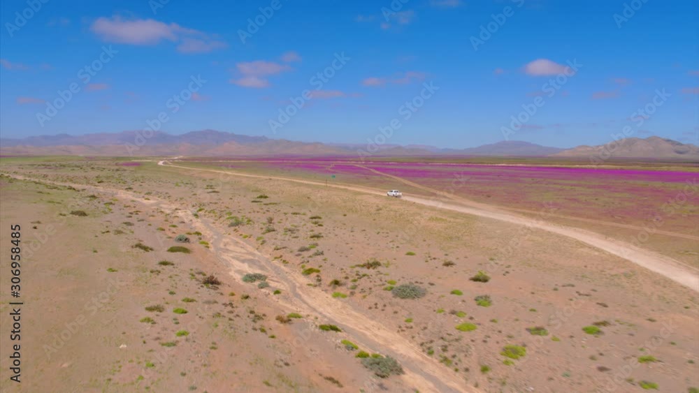 Aerial view of a van traveling through the Atacama Desert during one of the biggest blooms of the last 20 years