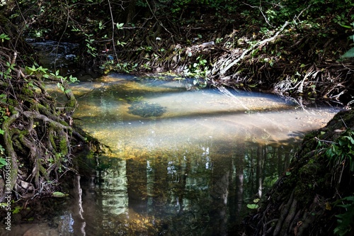 View of a forest stream, clear water lit by the sun