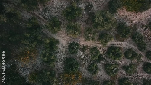 Wallpaper Mural Top-down perspective of organic olive groves, and small gravel road in Gargano, Italy Torontodigital.ca