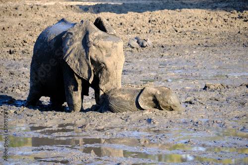 Baby elephant blocked in the mud  helped by the mother in Mana Pools National Park  Zimbabwe