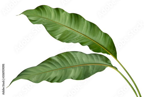 Philodendron leaf tropical isolated on white background.