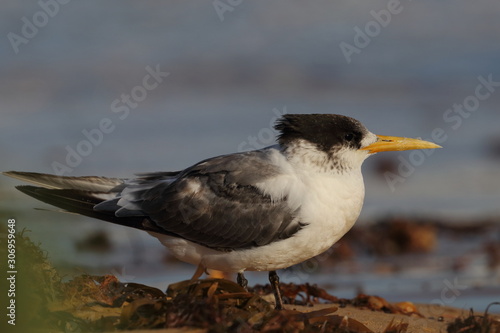 greater crested tern