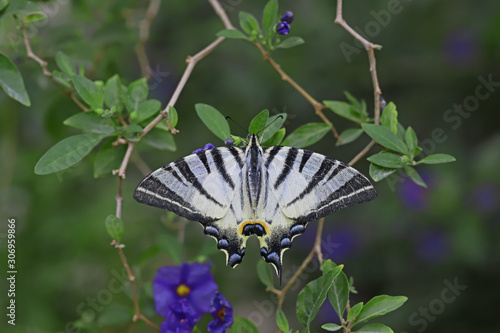 Plum swallow tail butterfly; Iphiclides podalirius photo