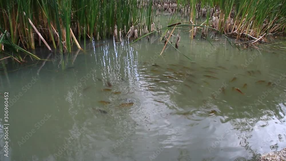 flock of crucian carp and goldfish swim in water. Flock of fish swimming in pond. Swamp of the silver goldfish in pond. River crucian carp swim in lake flock of crucian carp and goldfish swim in water. Flock of fish swimming in pond. Swamp of the silver goldfish in pond. River crucian carp swim in lake