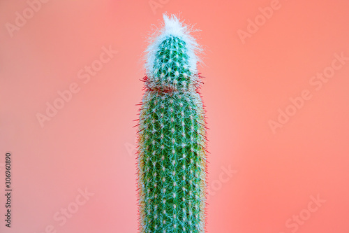 Nature, Green tall cactus on rose pink background