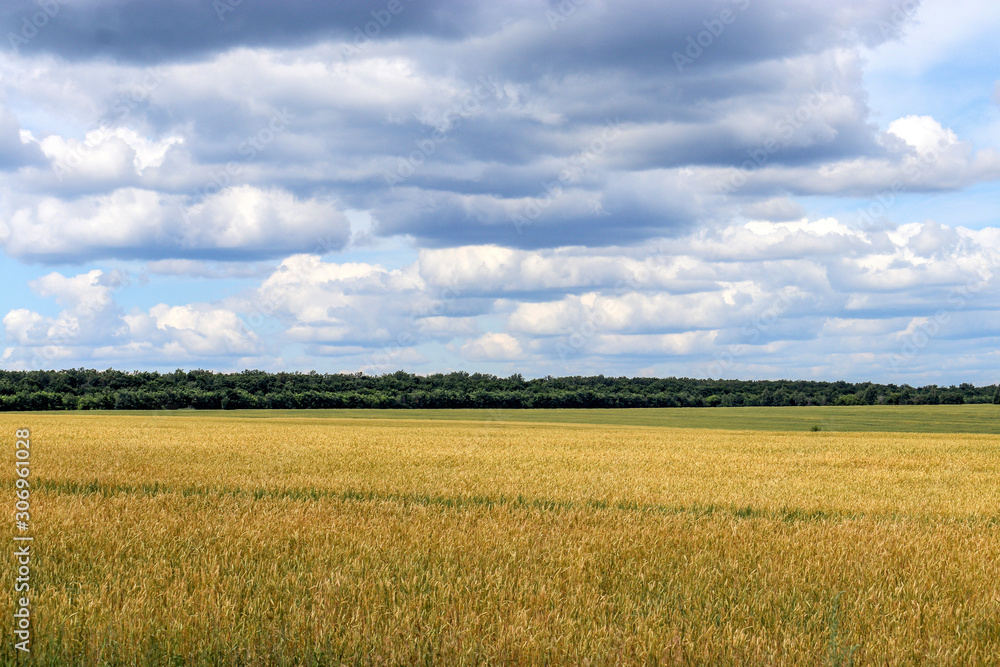 wheat fields under a cloudy sky