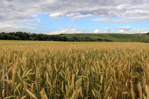 wheat fields under a cloudy sky