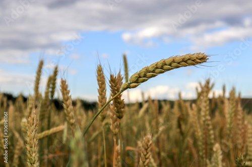 wheat fields under a cloudy sky