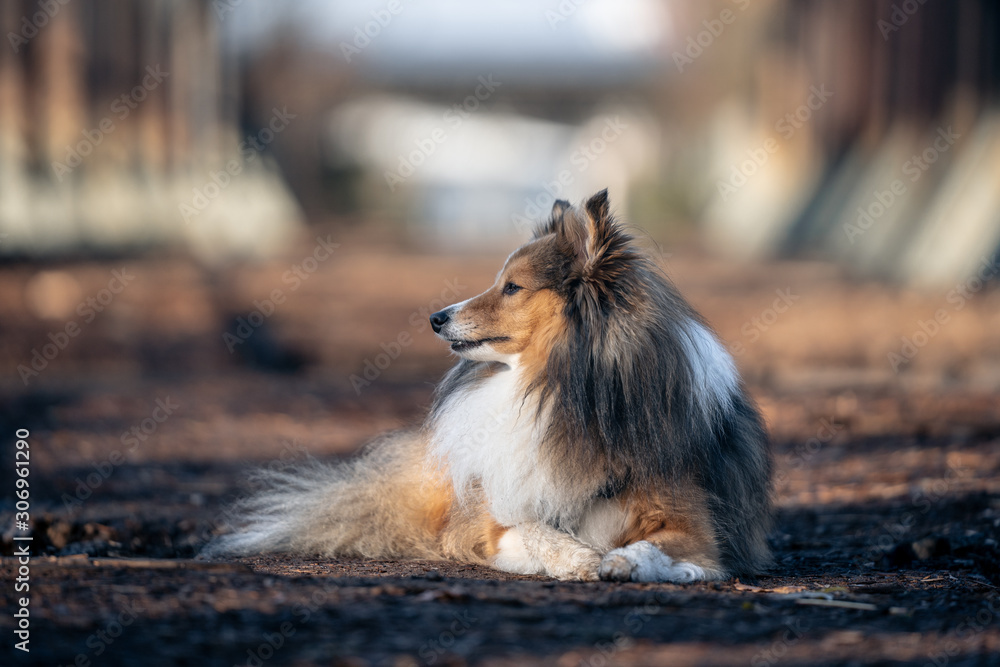 dog resting on the old bridge